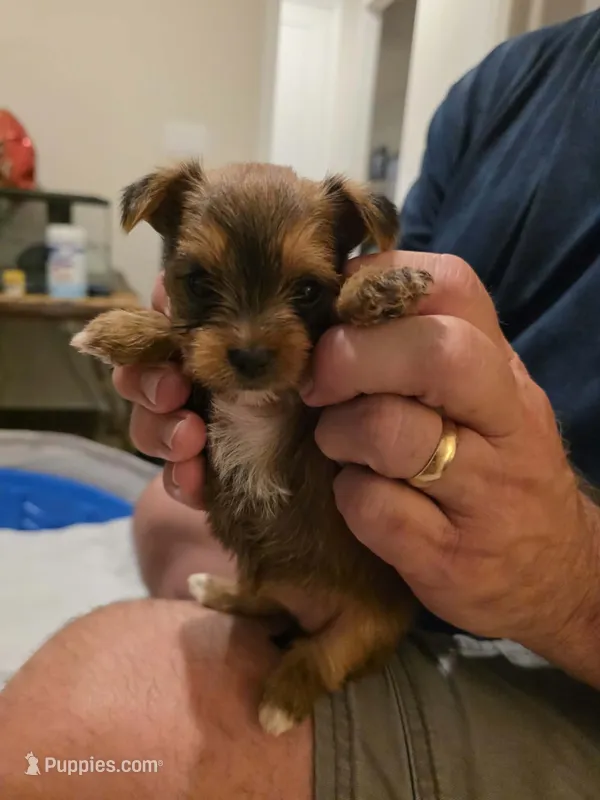 Number 2, a female Yorkshire Terrier for sale in Middleburg, FL – 1 of 2