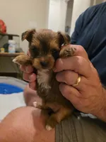 Number 2, a female Yorkshire Terrier for sale in Middleburg, FL – 1 of 2