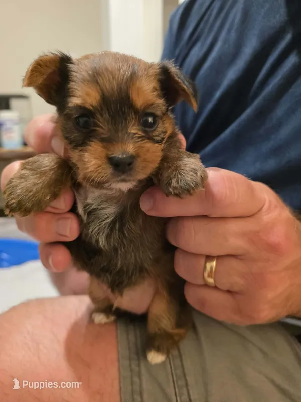 Number 3, a female Yorkshire Terrier for sale in Middleburg, FL – 1 of 2