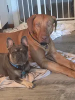 Blu, a male French Bulldog for sale in Marianna, FL – 4 of 10