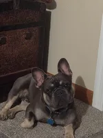 Blu, a male French Bulldog for sale in Marianna, FL – 2 of 10