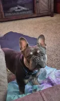 Blu, a male French Bulldog for sale in Marianna, FL – 3 of 10
