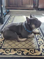 Blu, a male French Bulldog for sale in Marianna, FL – 10 of 10