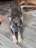 Blu, a male French Bulldog for sale in Marianna, FL – 7 of 10