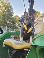 Blu, a male French Bulldog for sale in Marianna, FL – 8 of 10