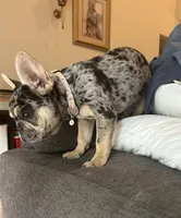 Vegas , a female French Bulldog for sale in Monroe, GA – 7 of 7