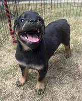 Rocko, a male Rottweiler for sale in Monroe, GA – 5 of 10