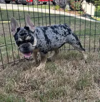 Vegas , a female French Bulldog for sale in Monroe, GA – 3 of 7