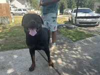 Rocko, a male Rottweiler for sale in Monroe, GA – 10 of 10
