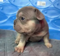 Kalani, a female French Bulldog for sale in Monroe, GA – 2 of 9