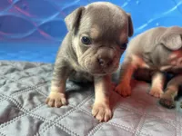 Kalani, a female French Bulldog for sale in Monroe, GA – 4 of 9