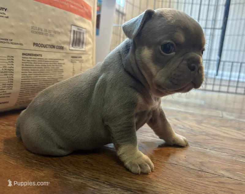 Kalani – French Bulldog puppy for sale in Monroe, GA