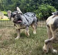 Vegas , a female French Bulldog for sale in Monroe, GA – 2 of 7