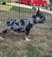 Vegas , a female French Bulldog for sale in Monroe, GA – 5 of 7