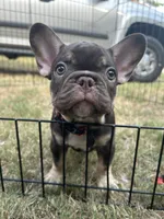 Memphis , a male French Bulldog for sale in Monroe, GA – 4 of 10