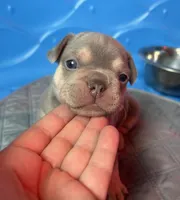 Rebel, a male French Bulldog for sale in Monroe, GA – 3 of 8