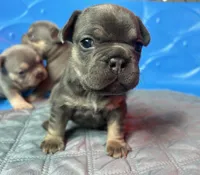 Capri , a female French Bulldog for sale in Monroe, GA – 5 of 10