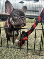 Memphis , a male French Bulldog for sale in Monroe, GA – 8 of 10