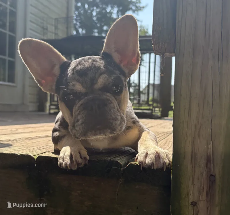 Vegas  – French Bulldog puppy for sale in Monroe, GA