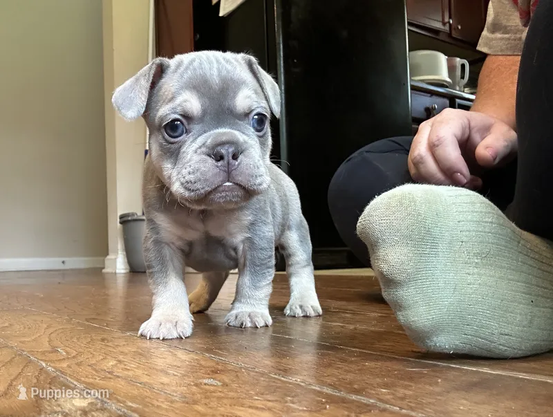 Rebel – French Bulldog puppy for sale in Monroe, GA