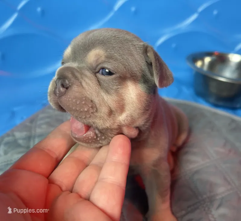 Rebel – French Bulldog puppy for sale in Monroe, GA