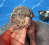 Rebel, a male French Bulldog for sale in Monroe, GA – 1 of 8