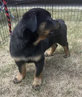 Rocko, a male Rottweiler for sale in Monroe, GA – 4 of 10