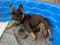 Capri , a female French Bulldog for sale in Monroe, GA – 9 of 10