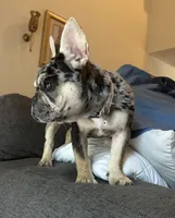 Vegas , a female French Bulldog for sale in Monroe, GA – 5 of 7