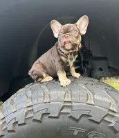 Memphis , a male French Bulldog for sale in Monroe, GA – 9 of 10