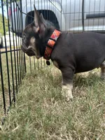 Memphis , a male French Bulldog for sale in Monroe, GA – 7 of 10