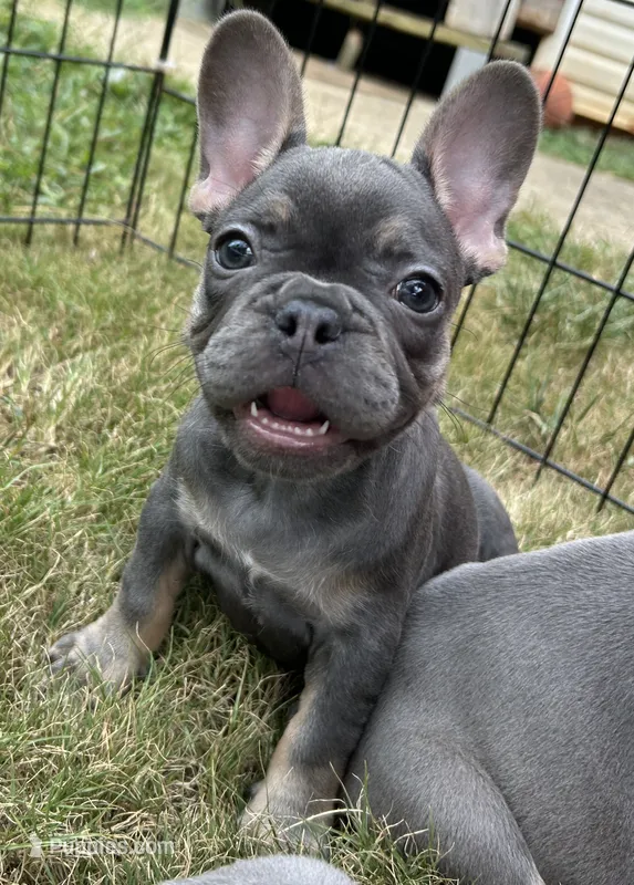 Capri  – French Bulldog puppy for sale in Monroe, GA