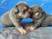 Kalani, a female French Bulldog for sale in Monroe, GA – 3 of 9