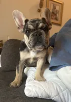 Vegas , a female French Bulldog for sale in Monroe, GA – 2 of 7