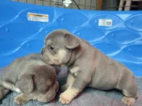 Rebel, a male French Bulldog for sale in Monroe, GA – 6 of 8