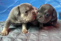 Capri , a female French Bulldog for sale in Monroe, GA – 7 of 10
