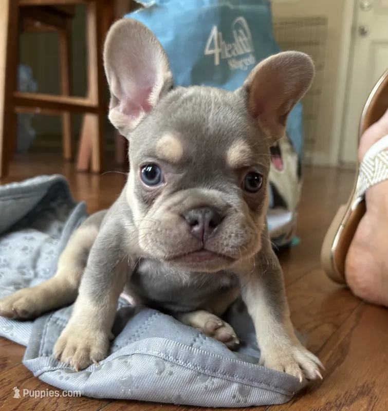 Rebel – French Bulldog puppy for sale in Monroe, GA