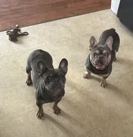 Rebel, a male French Bulldog for sale in Monroe, GA – 8 of 8