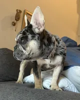 Vegas , a female French Bulldog for sale in Monroe, GA – 1 of 7