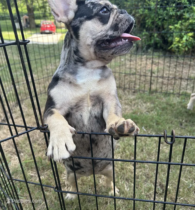 Vegas  – French Bulldog puppy for sale in Monroe, GA