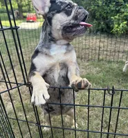 Vegas , a female French Bulldog for sale in Monroe, GA – 1 of 7