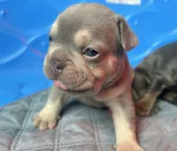Rebel, a male French Bulldog for sale in Monroe, GA – 4 of 8