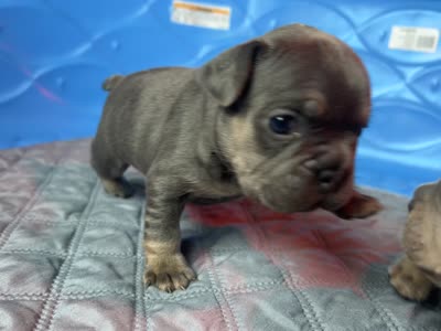 Capri , a female French Bulldog for sale in Monroe, GA – 8 of 10