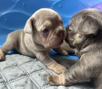 Rebel, a male French Bulldog for sale in Monroe, GA – 5 of 8