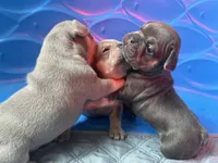 Capri , a female French Bulldog for sale in Monroe, GA – 2 of 10