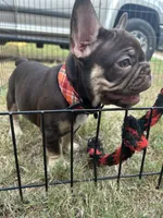 Memphis , a male French Bulldog for sale in Monroe, GA – 3 of 10