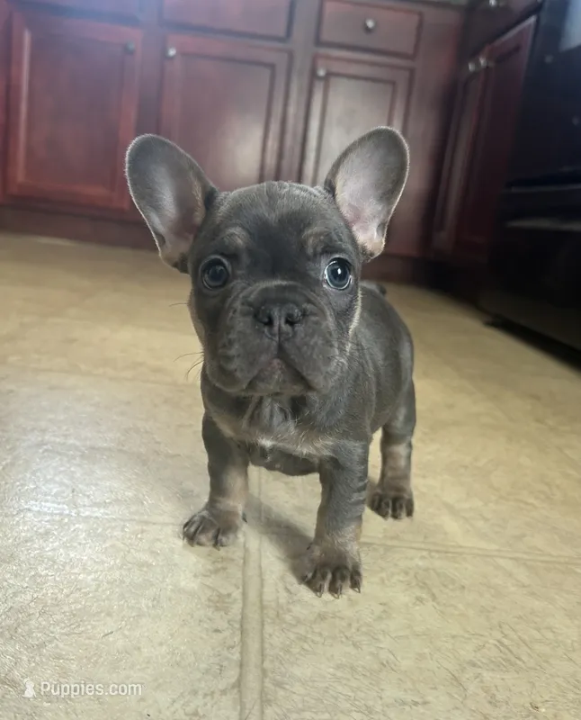 Capri  – French Bulldog puppy for sale in Monroe, GA