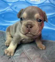 Kalani, a female French Bulldog for sale in Monroe, GA – 6 of 9