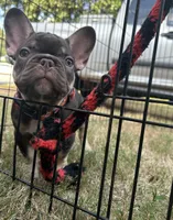 Memphis , a male French Bulldog for sale in Monroe, GA – 10 of 10