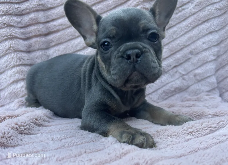 Capri  – French Bulldog puppy for sale in Monroe, GA